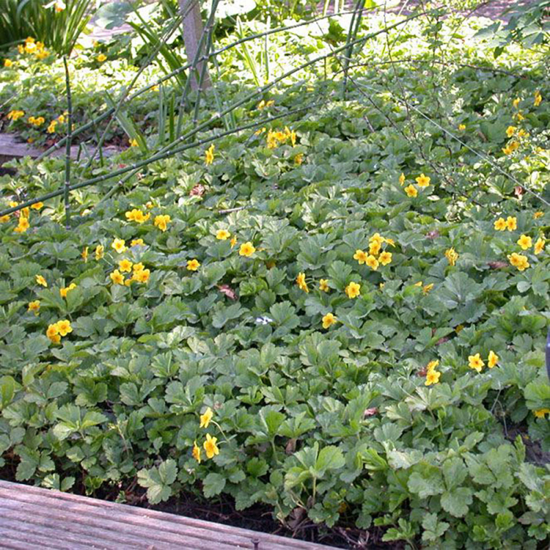 Valdštejnka trojpočetná