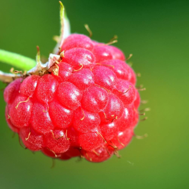 Malina červená ´Bohéme´ STÁLORODIACA