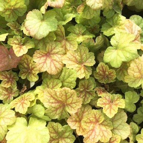 Heuchera ´World Caffe Romano´
