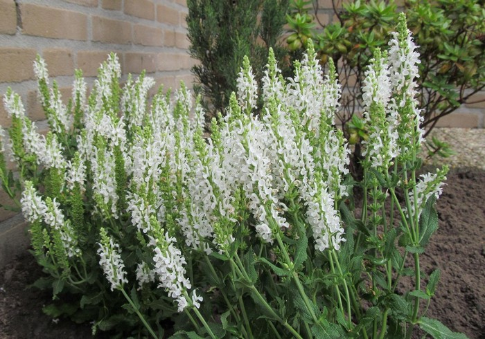 Šalvia hájna ´Schneehugel´