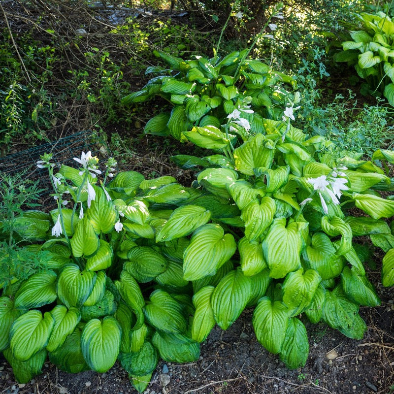 Hosta  ´Guacamole´
