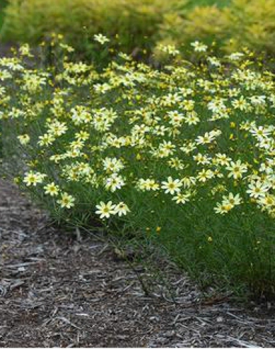 Kráska praslenová ’Moonbeam’