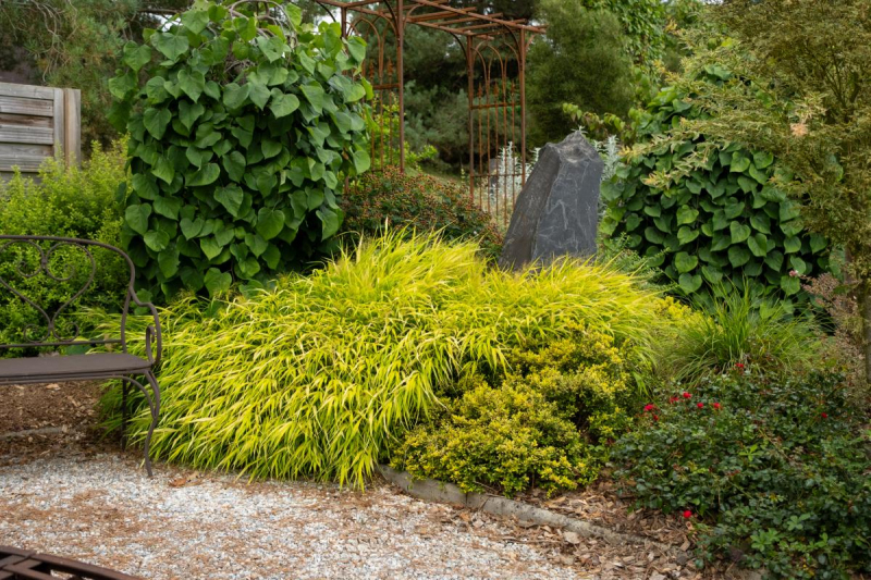 Rákosovka japonská ´Sunflare´