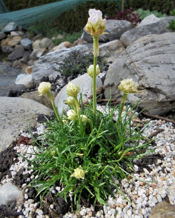 Trávnička ´Armada White´