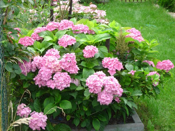 Hortenzia kalinolistá ´Bouquet Rose´