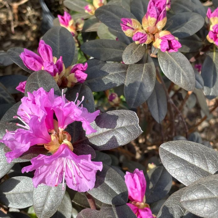 Rododendrón ´PJM Elite´