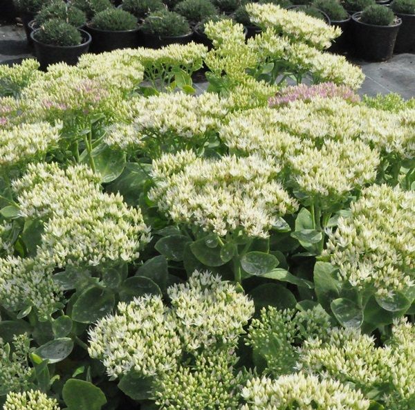 Rozchodník nádherný ’Stardust’