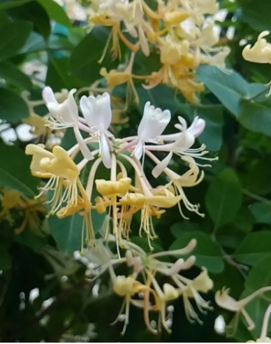 Zemolez ovíjavý ´Graham Thomas´