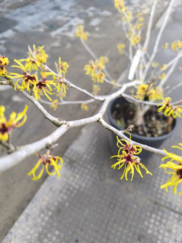 Hamamel prostredný ’Pallida’