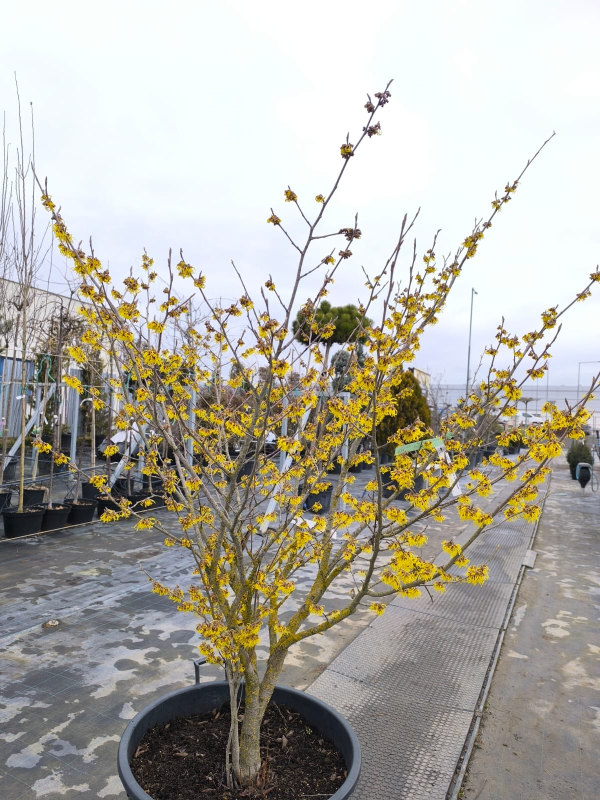 Hamamel prostredý ´Arnold Promise´