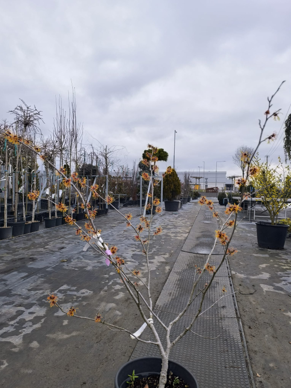 Hamamel prostredný ’Orange Beauty’