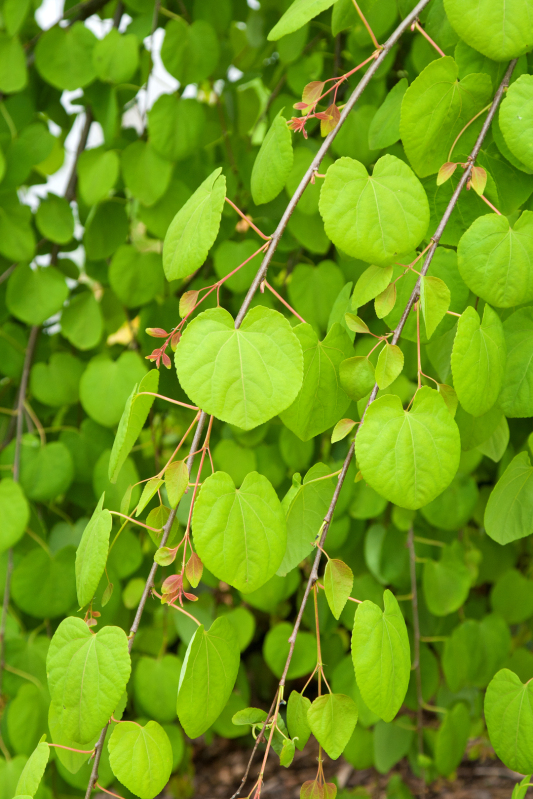 Cercidovník japonský