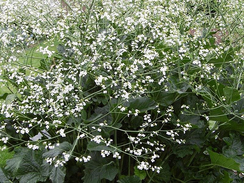 Katran - Crambe cordifolia