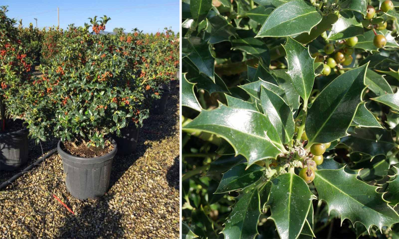 Cezmína ostrolistá ´Alaska´