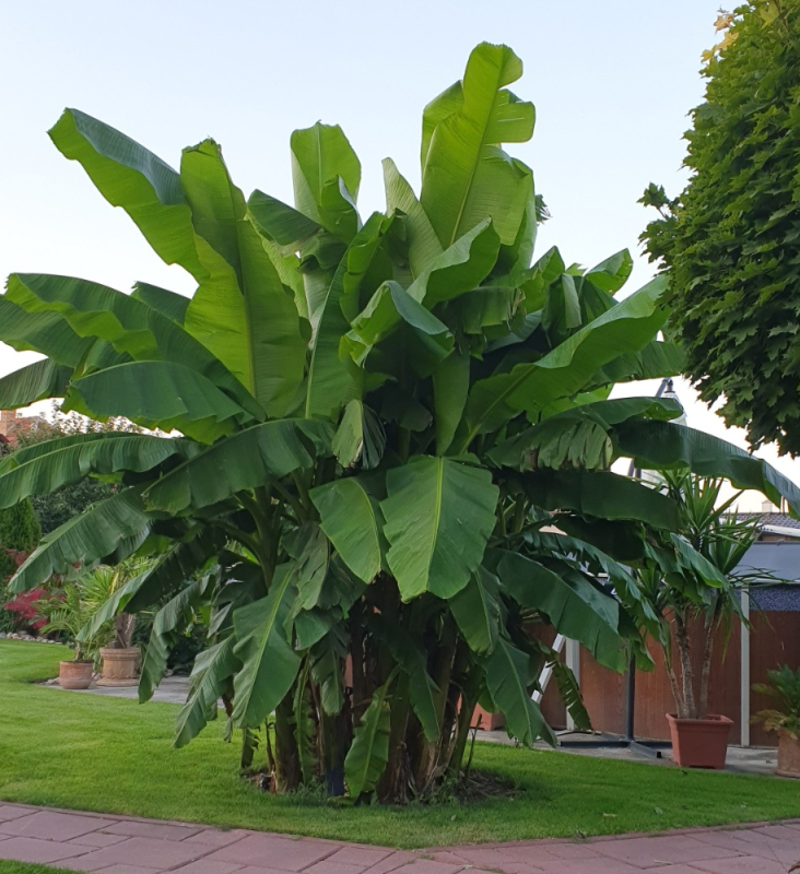 Banánovník japonský (Musa Basjoo)