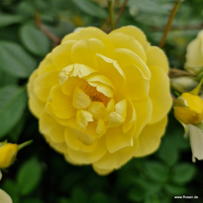 Ruža ´Lemon Siluetta´