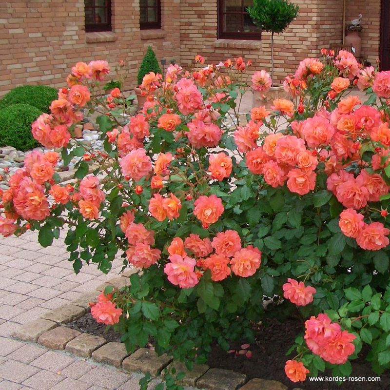 Ruža ´Westerland´