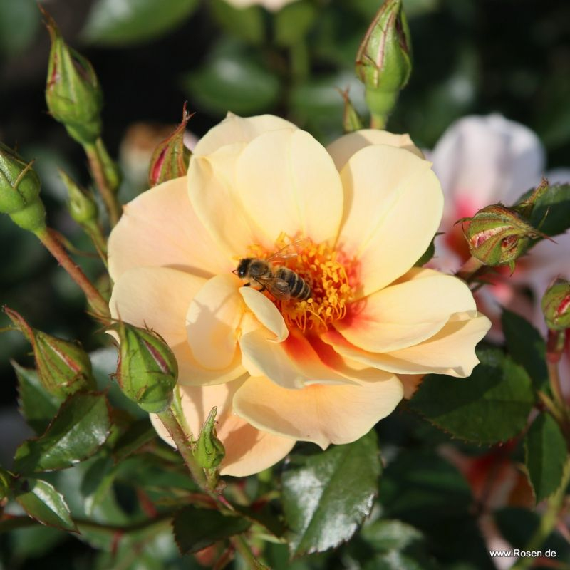 Ruža ´See You in Apricot´