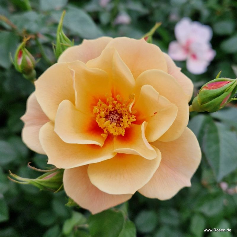 Ruža ´See You in Apricot´