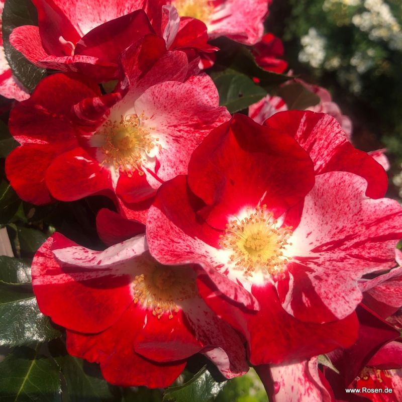 Ruža ´Simsalabim´