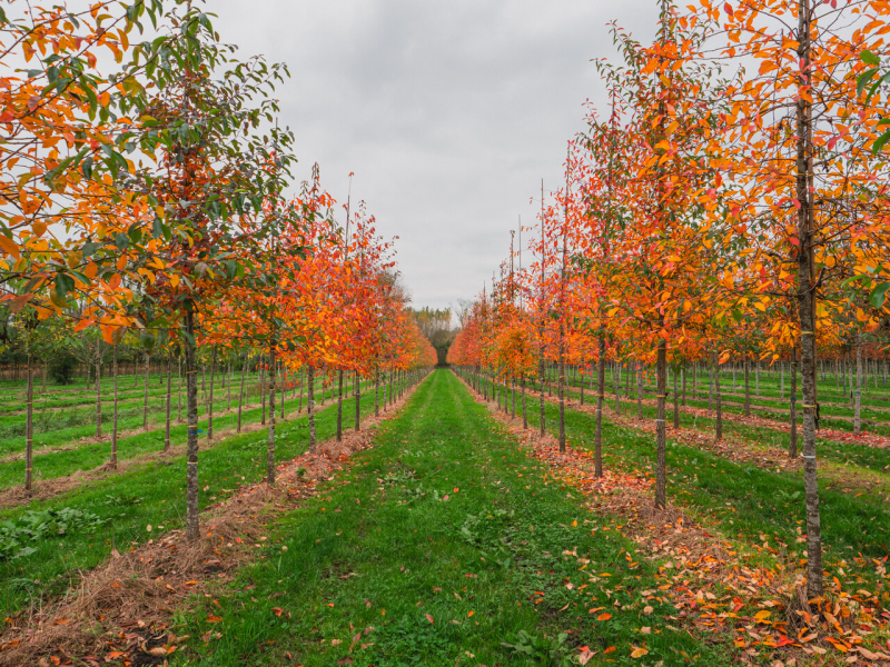 Tupelo lesné  - Nyssa sylvatica