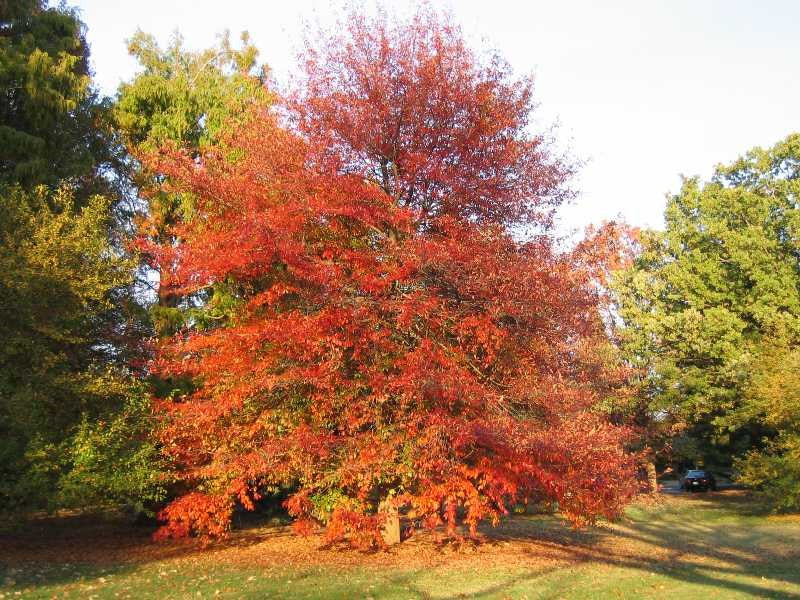 Tupelo lesné  - Nyssa sylvatica
