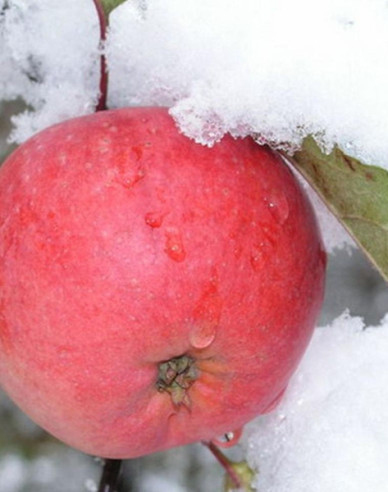 Jabloň Fuji zimná, podp. M9, kont. 5l