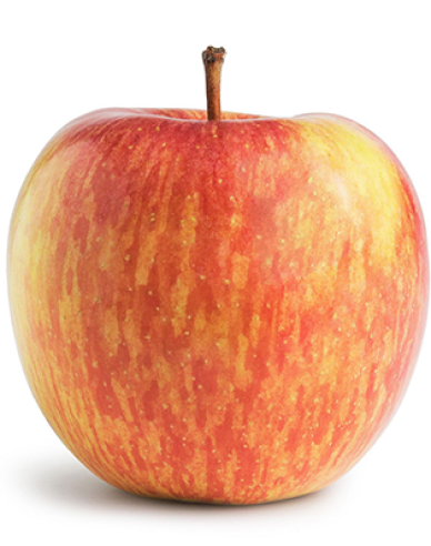 Jabloň Fuji zimná, podp. M9, kont. 5l