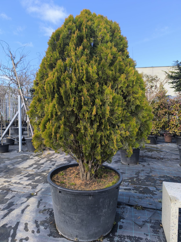 Tuja východná 200cm