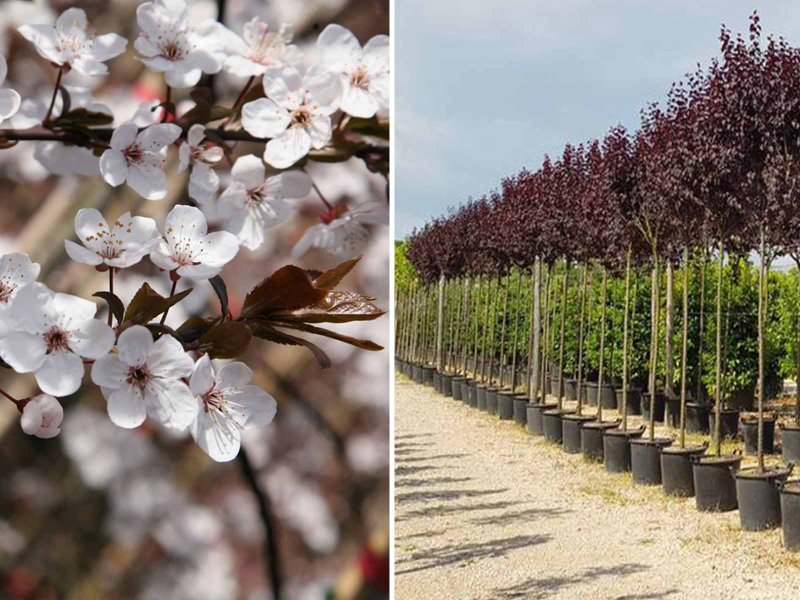 Slivka čerešňoplodá ´Pissardi´ - Špalliera