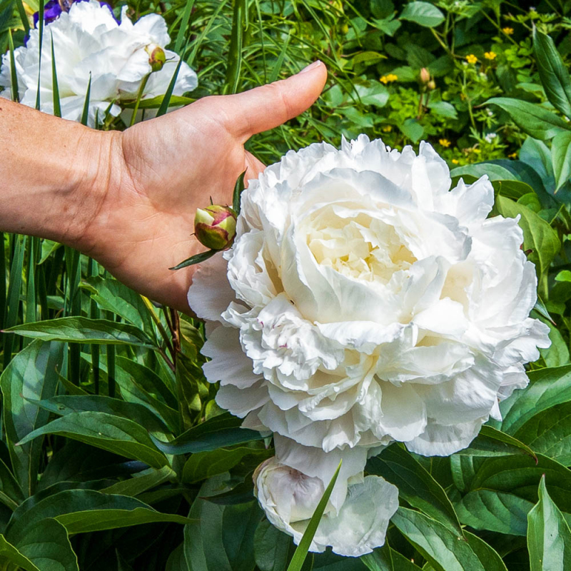 Pivonka čínska  ’Duchesse de Nemours’
