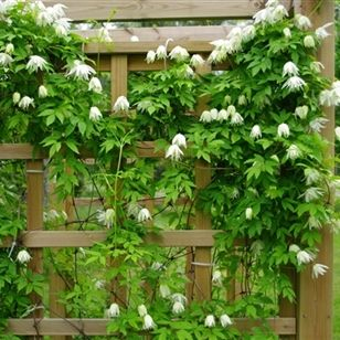 Plamienok  ‘Albina Plena´