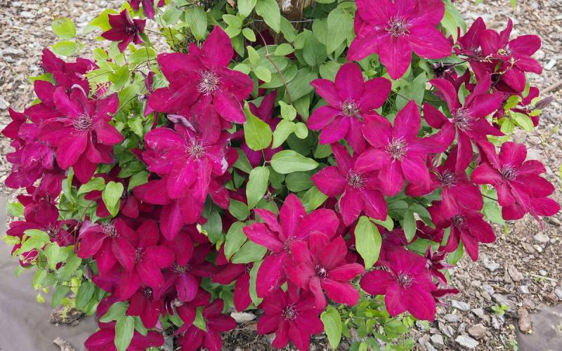 Plamienok  ’Solidarnosc’