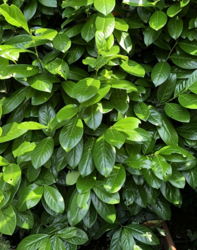 Vavrínovec lekársky ´Novita´ 3L