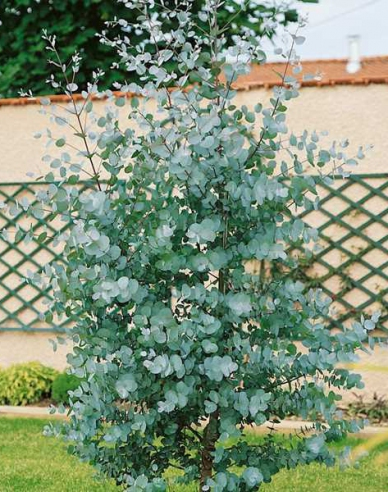 Eukalyptus ´Gunni´ 200 - 250cm