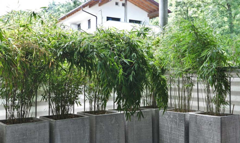 Bambus ´Fargesia Nitida Volcano´