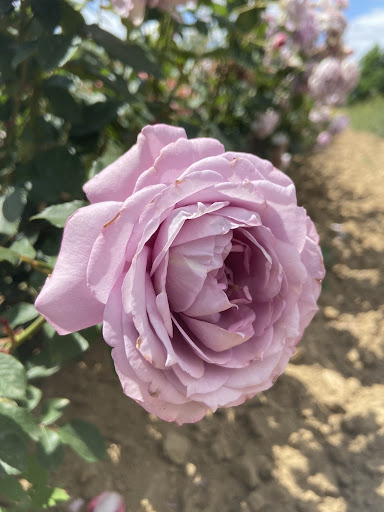 Ruža stromčeková ´INNOVA´