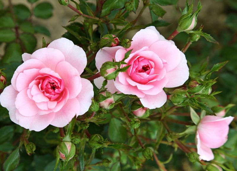 Ruža stromčeková ´ROSMARIN´