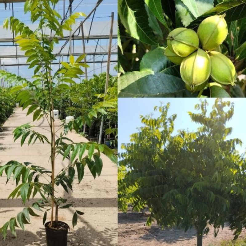 Pekanový orech, Hikória pekanová ´Choctaw´