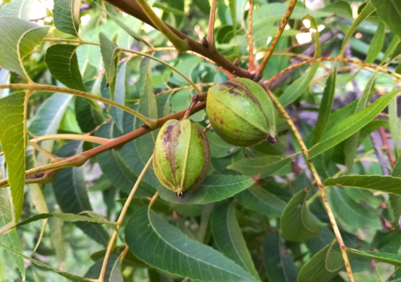 Pekanový orech, Hikória pekanová ´Choctaw´