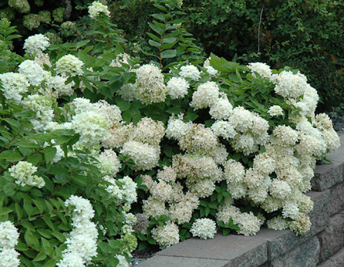 Hortenzia metlinatá ´Grandiflora´