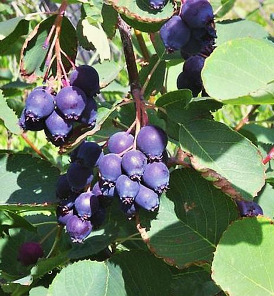 Muchovník ´Prince William´