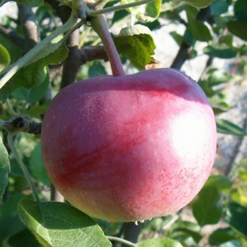 Jabloň ´Vista Bella´ letná, podp. M9, voľnok.