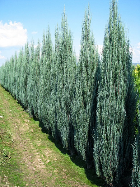 Borievka viržínska ‘Blue Arrow’