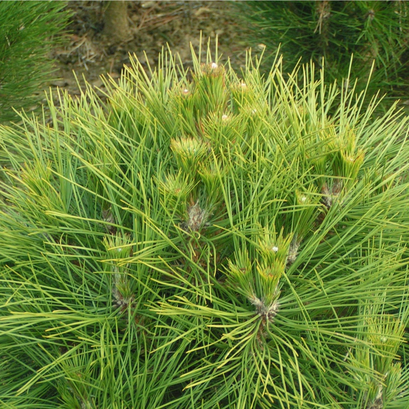 Borovica čierna ’ Spielberg ’