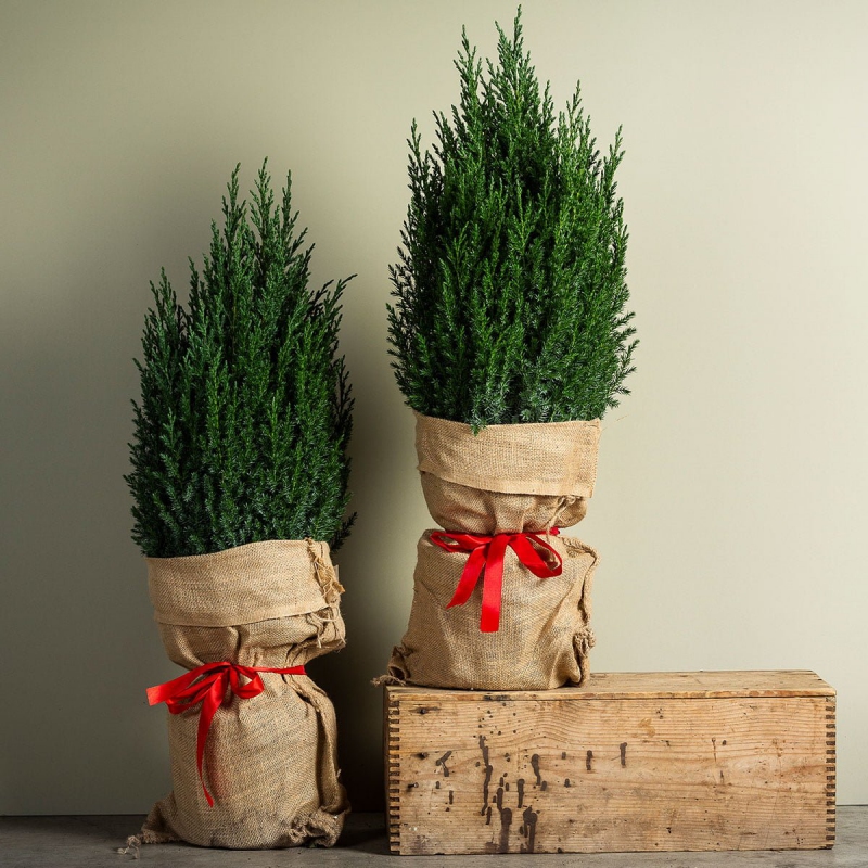 Borievka čínska ´Stricta´