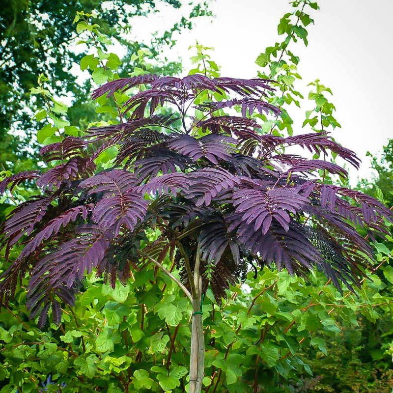 Albizia ružová ´Summer Chocolate´ 125 - 150cm