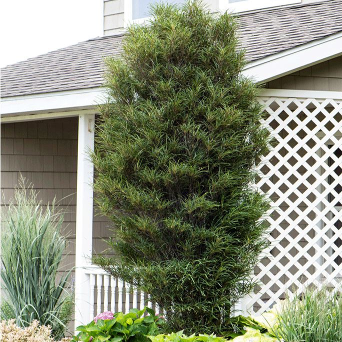 Krušina úzkolistá ´Fine Line´ 100 - 125cm