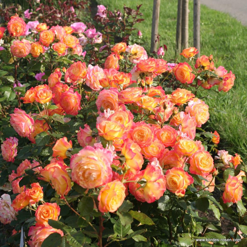 Ruža ´Gartenspass´