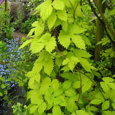 Chmeľ obyčajný ´Aureus´